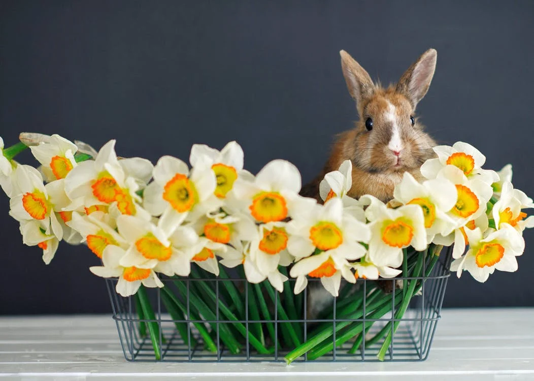 Warum Kaninchen als unverzichtbares Symbol für Ostern gelten