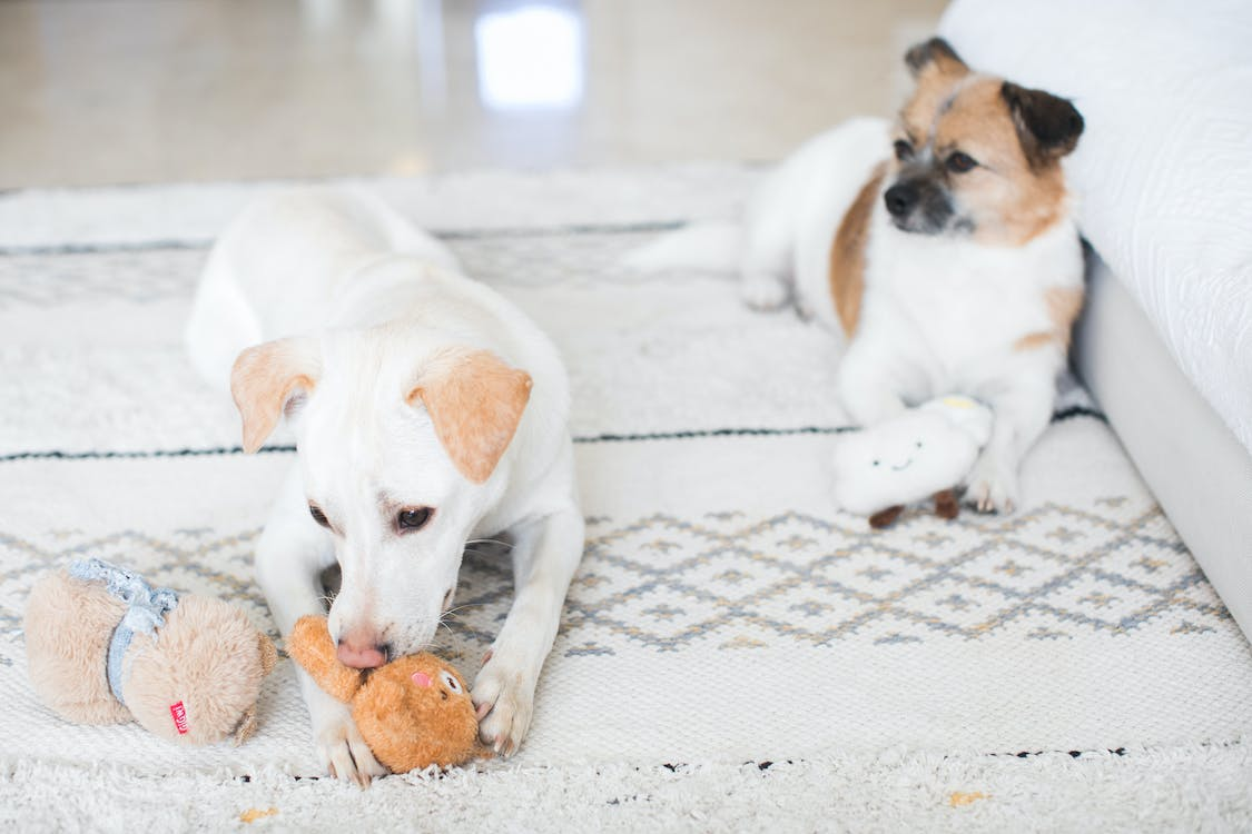 Warum mögen Hunde quietschende Spielzeuge?