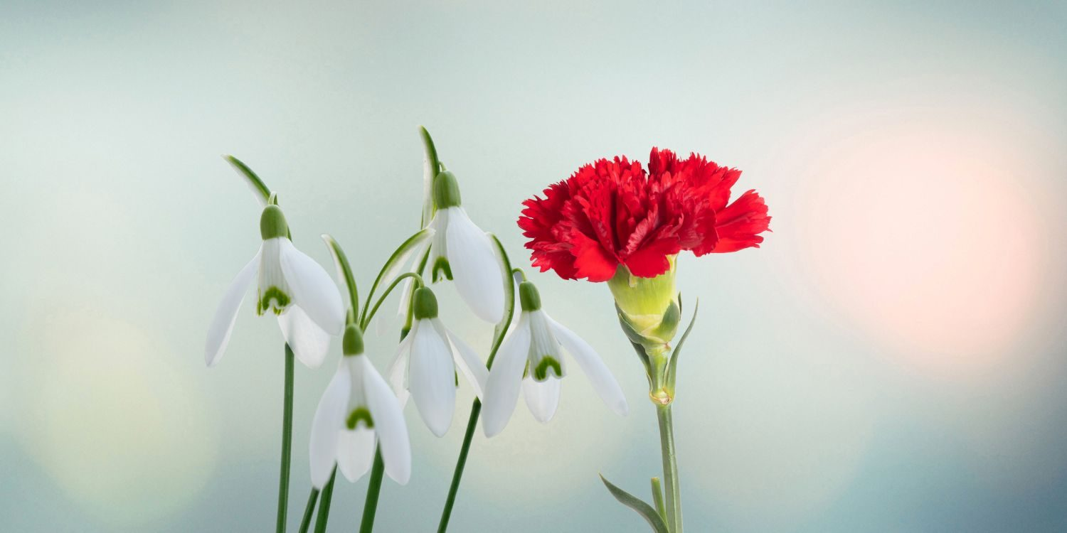 Geburtsblumen für Januar: Nelke und Schneeglöckchen