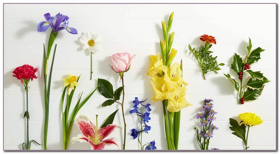 Geburtsblume jedes Monats: Was ist Ihre Geburtsblume?