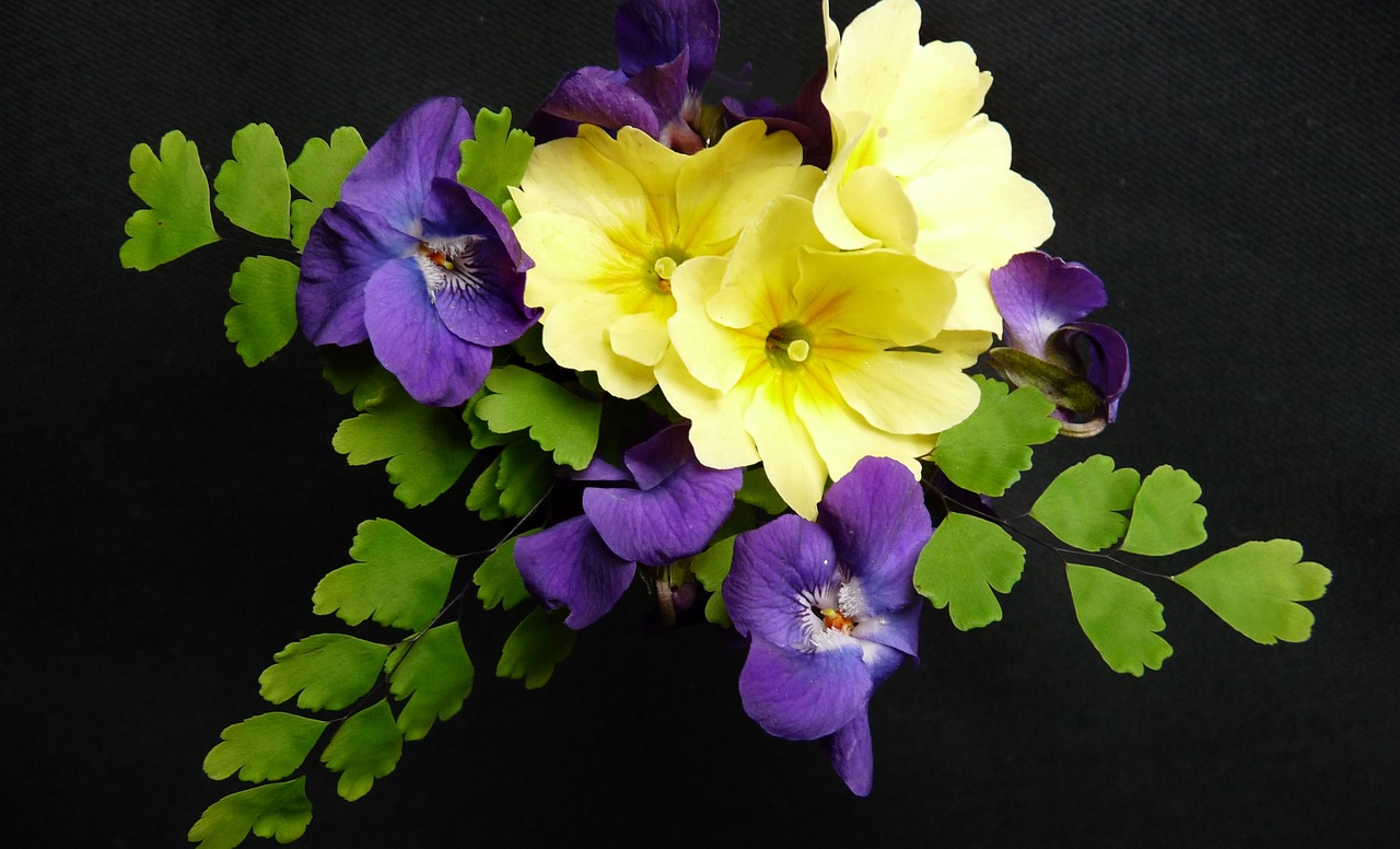 Geburtsblumen für Februar: Veilchen und Primeln