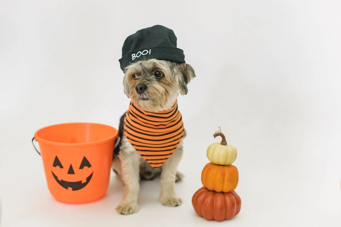 230 Halloween-Hundenamen, die gleichermaßen aufregend und gruselig sind