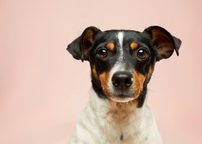 Hundesprüche: Von lustig bis liebevoll