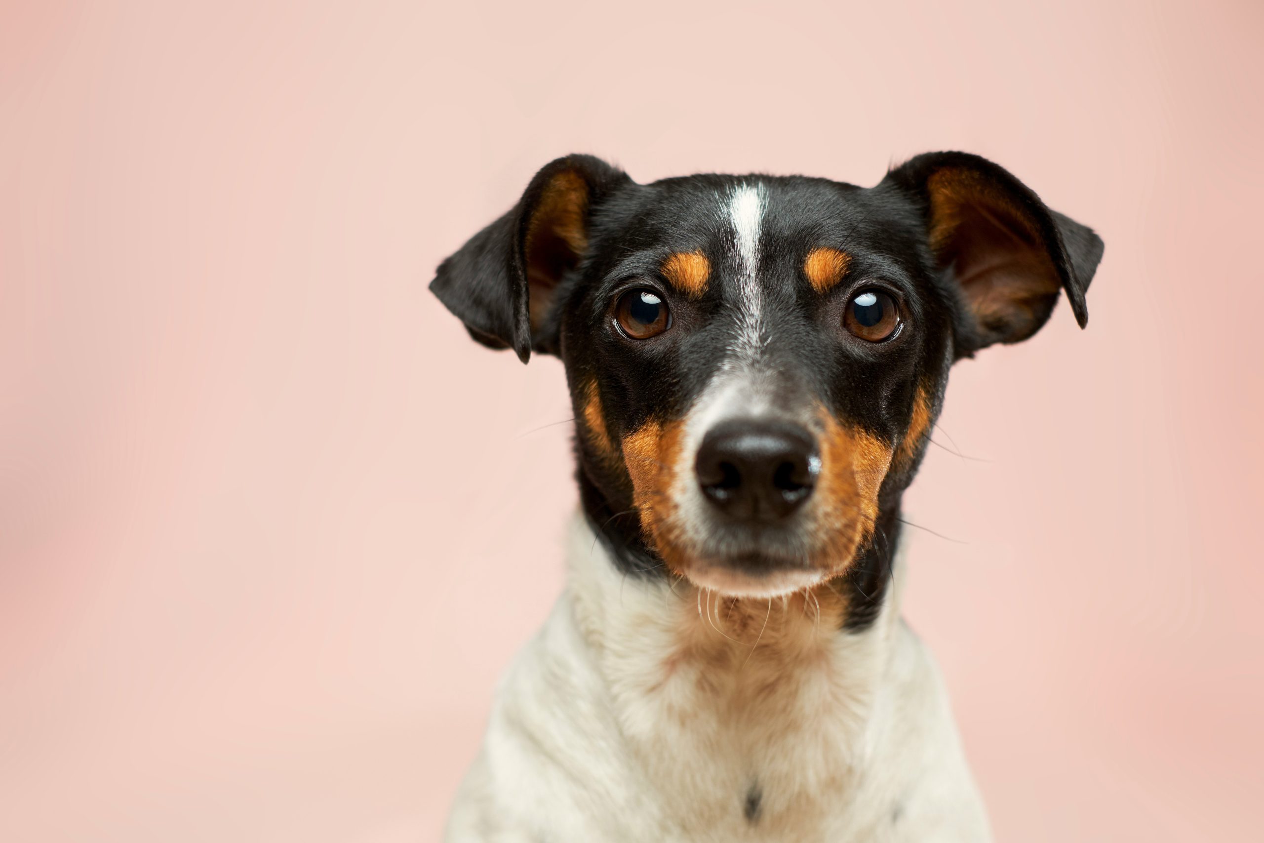 Hundesprüche: Von lustig bis liebevoll